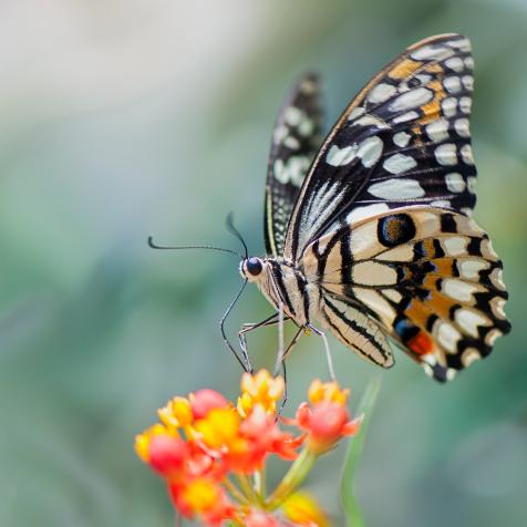 Close-up image of a single swallowtail butterfly resting on a yellow and orange flower.